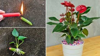 How to propagate anthurium quickly with flower branches  anthurium plant [upl. by Jerrilyn]