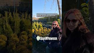 Туя кулька  Мірьям shorts garden autumn november plants landscape landscapeing [upl. by Adym]