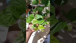 Betel Leaf or Paan Plant Cutting Propogation in Water 💦 shorts gardening plants betelleaf [upl. by Myranda]