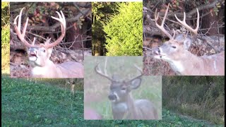 A deer hunt to remember Big Illinois bucks crossbow deer hunting 2021 Southern Illinois action [upl. by Kane]