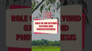 Role of air beyond oxygen and photosynthesis viral shorts BeyondOxygen [upl. by Ainesy]