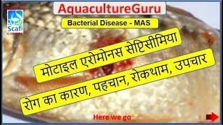 AquacultureGuru  AquaTreat  Motile Aeromonas Septicaemia  Aeromonas hydrophila  Complete Therapy [upl. by Warthman]