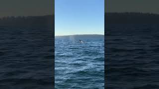 Puget Sound Killer Whales [upl. by Atlas347]