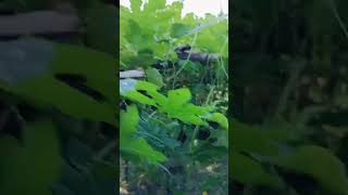 Farming Pakka Carobar Ni tocahan viralvideo vlogs jcb cattlefarm [upl. by Sekofski891]