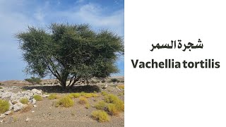 شجرة السمر Vachellia tortilis [upl. by Crysta410]