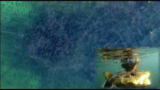 Fish Bonanza Spearfishing [upl. by Mariand]