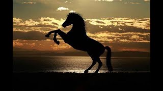 Amazing horse video horse horselover horses horseridind horseenthusiast horseriding [upl. by Halihs860]