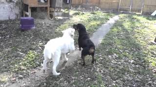 Great Pyrenees vs Rottweiler  Tug of War [upl. by Teraj928]