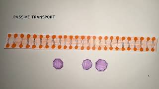 AP Bio cell signaling and disease project [upl. by Nilsoj]