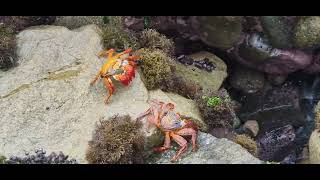 A wonder to see crabs in their natural world [upl. by Skcirdnek]