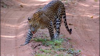 Sri Lankan leopard Panthera pardus kotiya  දිවියා Wilpattu National Park [upl. by Jaddo374]