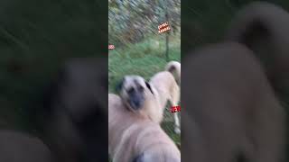 ZEYNA vs ARTEMİS kangal kangalköpeği sivaskangalı dogfights kangalyavrusu kangalshepherddog [upl. by Madeline]