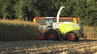 Mais hakselen door Roelofs Lemelerveld met Claas Jaguar 940 2016 [upl. by Hakeem]