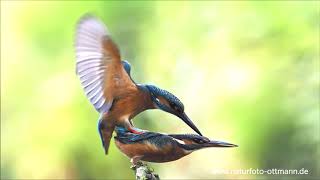 Eisvogel Paarung Kopulation Kingfisher mating [upl. by Nnylyaj]