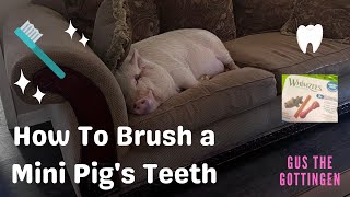 HOW TO BRUSH A MINI PIGS TEETH GUS THE GOTTINGEN [upl. by Weinman]