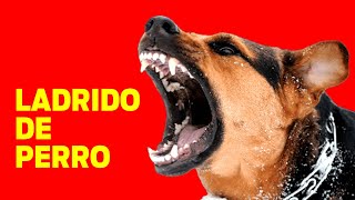 LADRIDO DE PERRO Perros ladrando muy fuerte [upl. by Polinski]