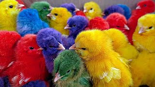 Menangkap Ayam Lucu Anak Itik Berenang Anak Bebek Ayam Rainbow Ayam Warna Warni Ikan Hias Koi [upl. by Retnyw]