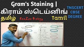 Grams Staining  Tamil  தமிழ்  Gram Positive and Gram Negative Bacteria [upl. by Kuska]