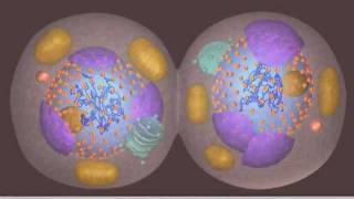 Mitosis [upl. by Kaja]