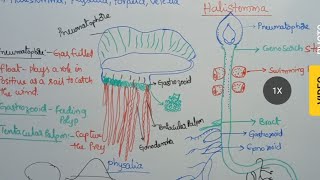 Polymorphism in siphonophora polymorphism in coelenterata [upl. by Eednahs]