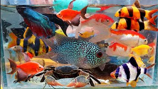 Menangkap Ikan Cupang warna warni Ikan Molly Ikan Glofish Ikan Cantik Yuyu Sawah Ikan Kecil [upl. by Akirehc632]