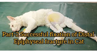 Part2 Successful fixation of Distal Epiphyseal fracture in Cat [upl. by Ecela]