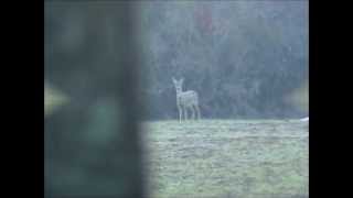 CHIMERA BULLETS caccia al daino Hunting fallow deer [upl. by Nrubloc]