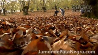 Jabugo zona de elaboración del mejor jamón del mundo wwwjamondepatanegracom [upl. by Esekram629]