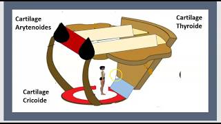 Questce que le Larynx  Trachéotomie Trachéostomie Muscles Cartilage Cricoide Cordes vocales 3 Mn [upl. by Nodnol711]