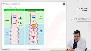 VILLAMEDIC  Fisiología gastrointestinal Digestión y absorción [upl. by Nicolea]