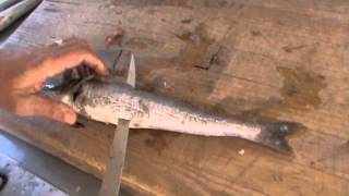 How to fillet a Whiting [upl. by Sacha]