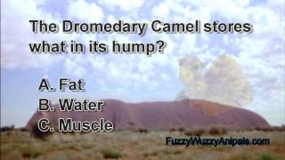 Dromedary Camel Animal Quiz [upl. by Jud436]