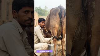 Sahiwal cow for sale [upl. by Nomrac]