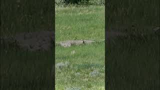 204 Ruger vs Prairie Dog huntingseason prairiedog whistlepig killshot wyoming [upl. by Sukcirdor674]