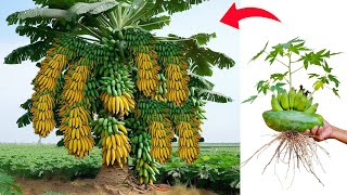 Unique Technique growing OF papaya with bananas yields high yields in a short time [upl. by Aimekahs]