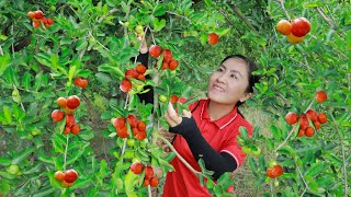 Harvest Acerola Cherry amp other fruits and goes to the market sell  Vietnamese Harvesting [upl. by Byers681]