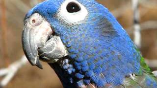 Blue Head Pionus Enjoying Time Outside ©Karla K Larsson [upl. by Heater420]