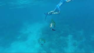 Snorkeling on whale shark excursion at the Conrad Maldives Rangali Island [upl. by Aihseya]