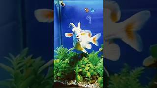 Goat or Fish 🐐❤️🐟👍tranding viralvideo shorts youtubeshorts [upl. by Noryt916]