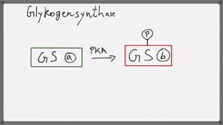 Biochemie 3 KohlenhydratStoffwechsel Regulation des Glykog [upl. by Uttica]