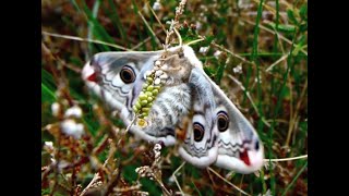 Saturnia Pavonia Kleine Nachtpauwoog Small Emperor Moth [upl. by Arraeit721]