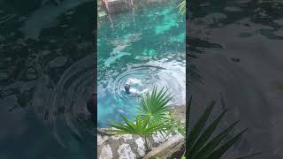 Delfines Xcaret una experiencia inolvidable xcaret beach [upl. by Haily]