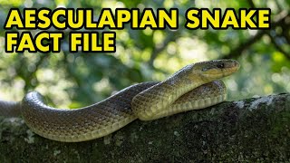 Aesculapian Snake Fact File British Wildlife Facts [upl. by Tarra609]