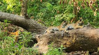 A monkey giving alarm calls as Paarwalis cubs rest on a fallen tree Corbett national park [upl. by Adnilreh]