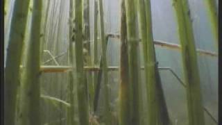 Diving in Lake Titicaca in search for the holy frog Kairawmv [upl. by Prowel]