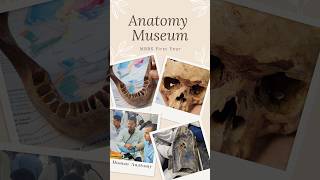 Museum Of Human Anatomy🫀 Full of Real Human Bodies😳😰MBBS🩺 [upl. by Lancelle]