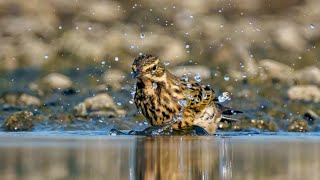 ROSY PIPIT [upl. by Valdas884]