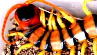 Scolopendra the dangerous centipede of Thailand [upl. by Rosmunda]