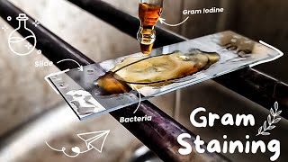 Gram staining procedure 🌸🔬 Bacterial staining technique  How to perform a gram stain Microbiology [upl. by Egoreg]