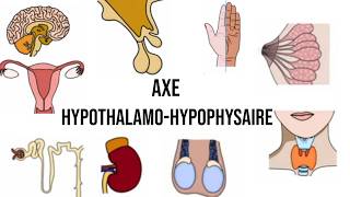 La physiologie de laxe hypothalamohypophysaire Endocrinologie [upl. by Cohette]